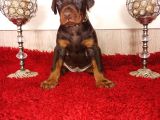 Fci Kif A Scr Li̇ Doberman Yavrular