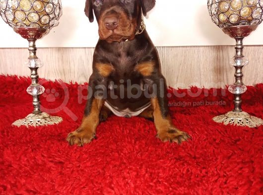 Fci Kif A Scr Li̇ Doberman Yavrular görsel