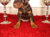Fci Kif A Scr Li̇ Doberman Yavrular