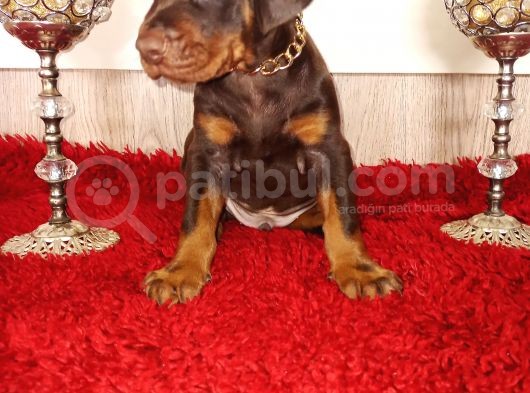 Fci Kif A Scr Li̇ Doberman Yavrular görsel