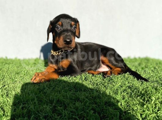 Fci Kif A Scr Li̇ Doberman Yavrular görsel
