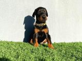 Fci Kif A Scr Li̇ Doberman Yavrular