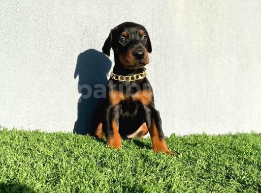Fci Kif A Scr Li̇ Doberman Yavrular görsel