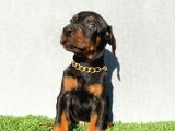 FCI KIF A SCR Lİ DOBERMAN YAVRULAR