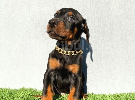 Fci Kif A Scr Li̇ Doberman Yavrular