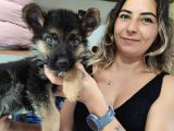 Safkan Kari̇zmati̇k Alman Kurdu Bebekler