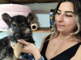 Safkan Kari̇zmati̇k Alman Kurdu Bebekler