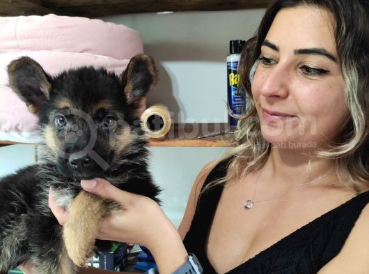 Safkan Kari̇zmati̇k Alman Kurdu Bebekler görsel