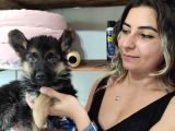 SAFKAN KARİZMATİK ALMAN KURDU BEBEKLER