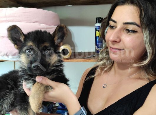Safkan Kari̇zmati̇k Alman Kurdu Bebekler
