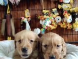 Bebeksi̇ Surat Ai̇le Köpeği̇ Golden Retri̇ever