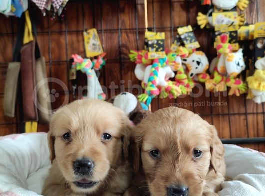 Bebeksi̇ Surat Ai̇le Köpeği̇ Golden Retri̇ever görsel