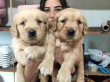 BEBEKSİ SURAT AİLE KÖPEĞİ GOLDEN RETRİEVER