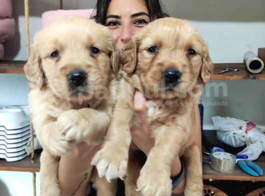 Bebeksi̇ Surat Ai̇le Köpeği̇ Golden Retri̇ever