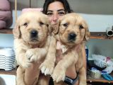 Bebeksi̇ Surat Ai̇le Köpeği̇ Golden Retri̇ever