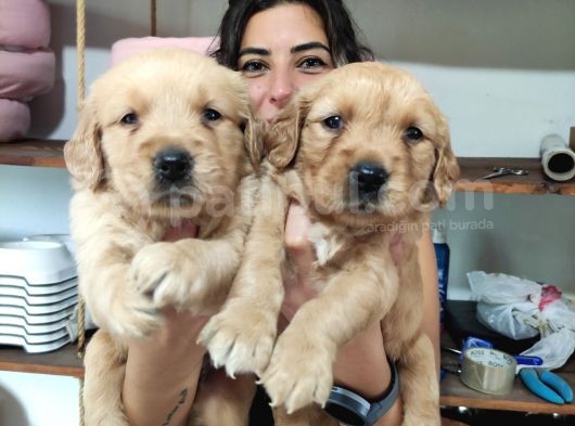 Bebeksi̇ Surat Ai̇le Köpeği̇ Golden Retri̇ever görsel