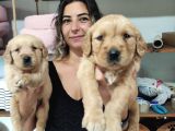 Bebeksi̇ Surat Ai̇le Köpeği̇ Golden Retri̇ever