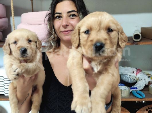 Bebeksi̇ Surat Ai̇le Köpeği̇ Golden Retri̇ever görsel