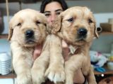 Bebeksi̇ Surat Ai̇le Köpeği̇ Golden Retri̇ever