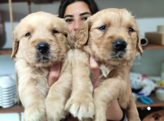 Bebeksi̇ Surat Ai̇le Köpeği̇ Golden Retri̇ever görsel