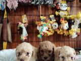 Aşik Olma Garanti̇li̇ Toy Poodle Bebekler