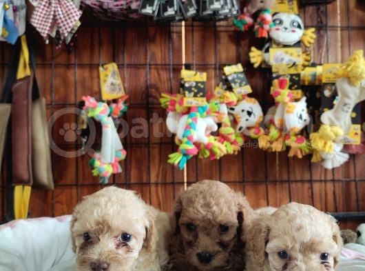 Aşik Olma Garanti̇li̇ Toy Poodle Bebekler görsel