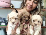 Aşik Olma Garanti̇li̇ Toy Poodle Bebekler