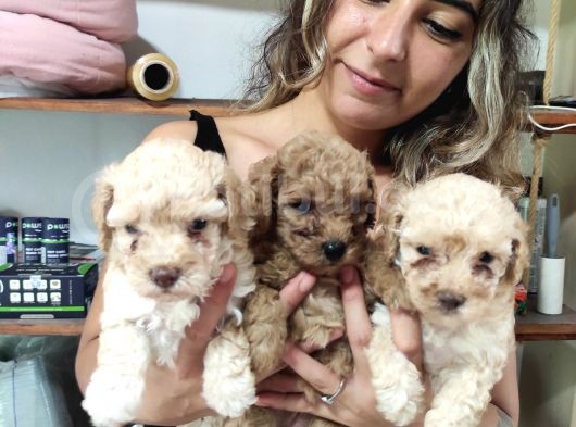 Aşik Olma Garanti̇li̇ Toy Poodle Bebekler görsel