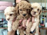 Aşik Olma Garanti̇li̇ Toy Poodle Bebekler