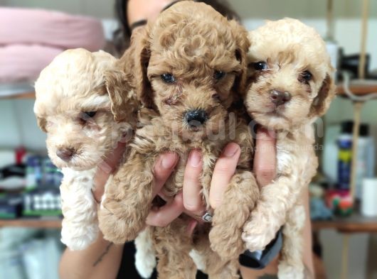 Aşik Olma Garanti̇li̇ Toy Poodle Bebekler görsel