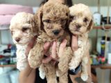 Aşik Olma Garanti̇li̇ Toy Poodle Bebekler