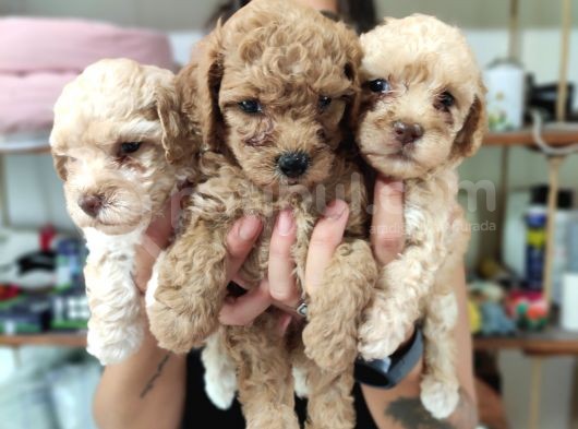 Aşik Olma Garanti̇li̇ Toy Poodle Bebekler görsel