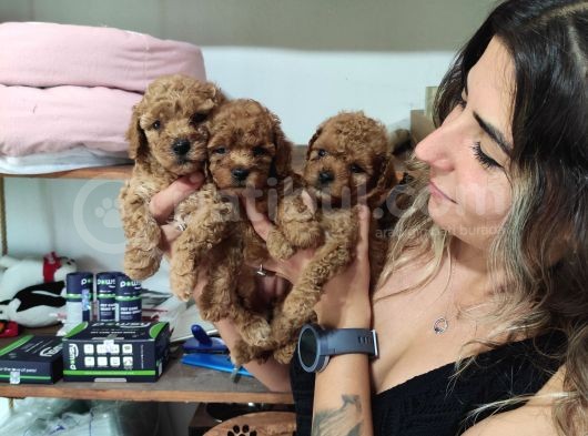 Aşik Olma Garanti̇li̇ Toy Poodle Bebekler görsel