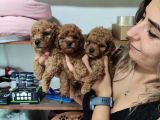 AŞIK OLMA GARANTİLİ TOY POODLE BEBEKLER