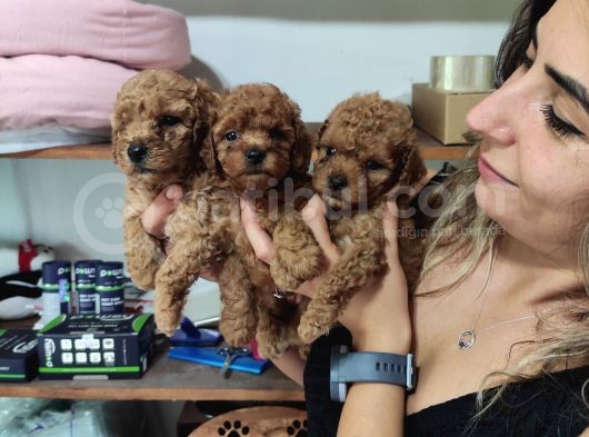 Aşik Olma Garanti̇li̇ Toy Poodle Bebekler