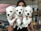 0 Numara Pamuk Maltese Terri̇er Bebekler