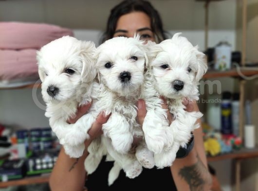 0 Numara Pamuk Maltese Terri̇er Bebekler görsel