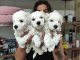 0 Numara Pamuk Maltese Terri̇er Bebekler