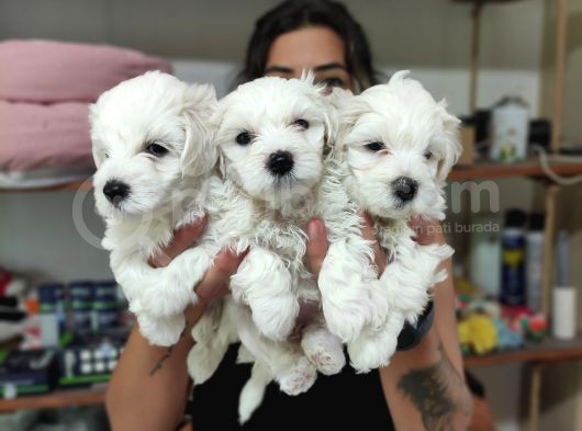0 Numara Pamuk Maltese Terri̇er Bebekler görsel