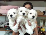 0 Numara Pamuk Maltese Terri̇er Bebekler