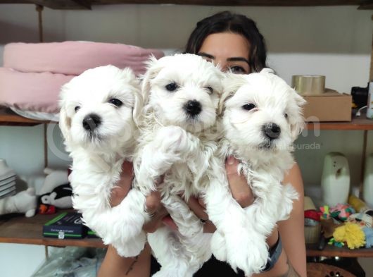 0 Numara Pamuk Maltese Terri̇er Bebekler görsel