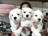 0 Numara Pamuk Maltese Terri̇er Bebekler