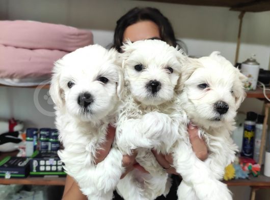 0 Numara Pamuk Maltese Terri̇er Bebekler görsel