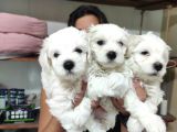 0 NUMARA PAMUK MALTESE TERRİER BEBEKLER