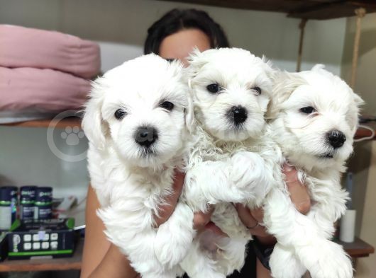 0 Numara Pamuk Maltese Terri̇er Bebekler