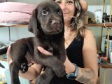 Chocolote Ve Black Labrador Retri̇ever Asi̇lleri̇