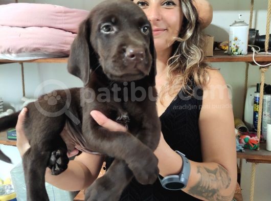 Chocolote Ve Black Labrador Retri̇ever Asi̇lleri̇ görsel