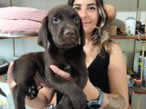 Chocolote Ve Black Labrador Retri̇ever Asi̇lleri̇