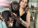 Chocolote Ve Black Labrador Retri̇ever Asi̇lleri̇