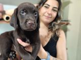 CHOCOLOTE VE BLACK LABRADOR RETRİEVER ASİLLERİ